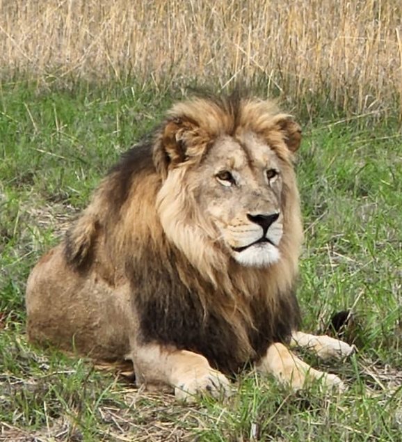 Top Luxury Lodges in South Africa for a Wild Safari Experience