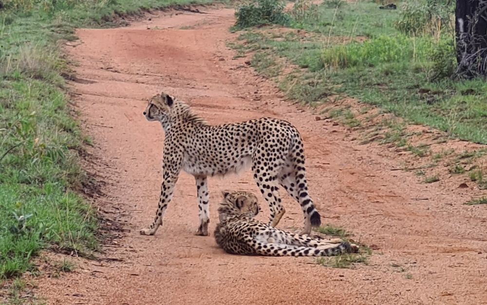 Cheetah Brothers relaxing in the early morning